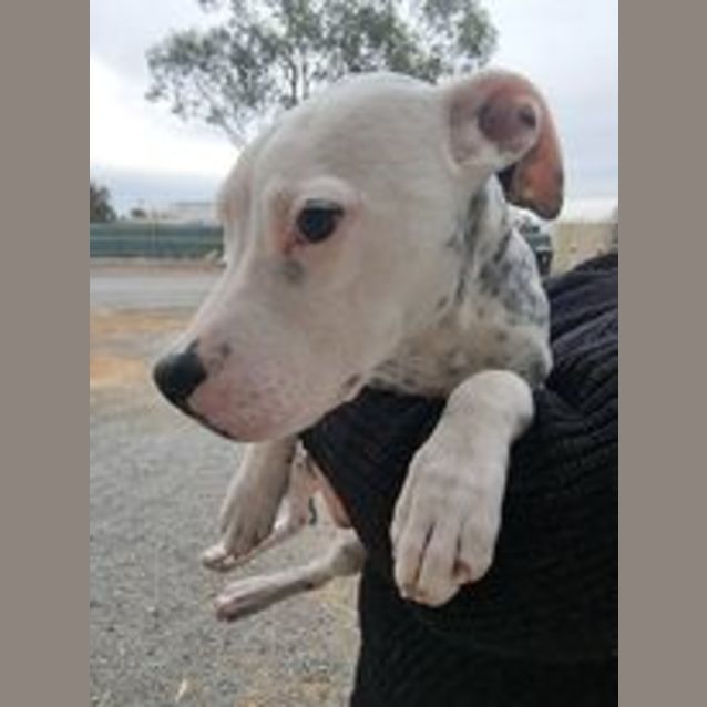 Photo of Zuri