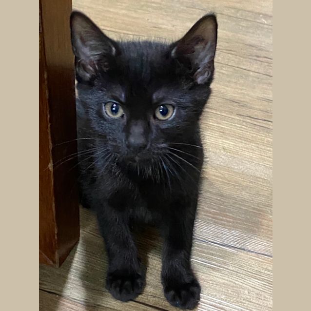 Photo of Midnight