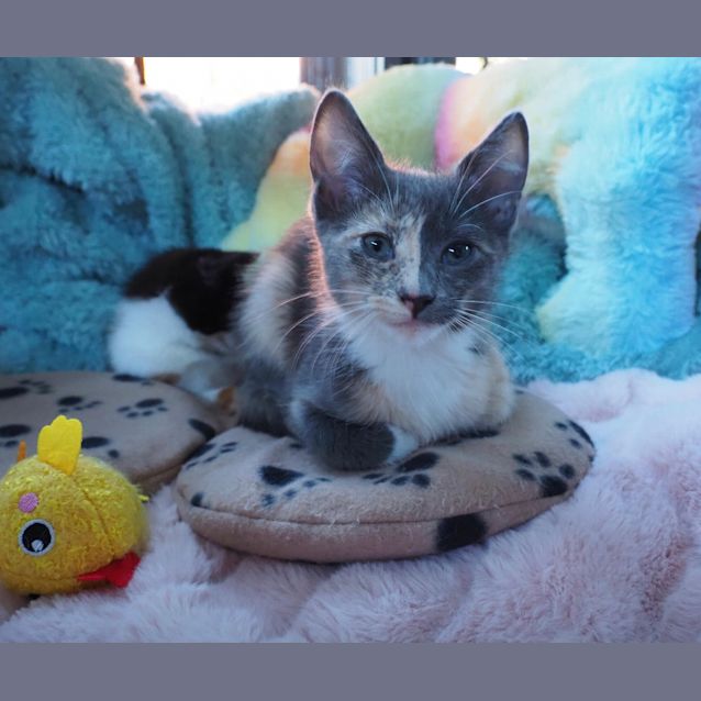Photo of Pixie