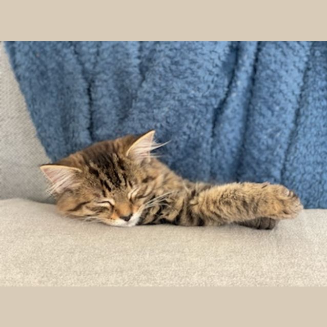 Photo of Polkadots And Stripey