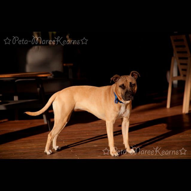 Photo of Ziggy ~ 1yr Old Shar Pei X(on Trial 6/7/21)