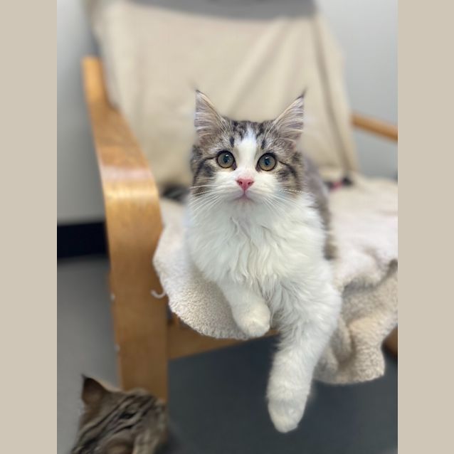 Photo of Silver