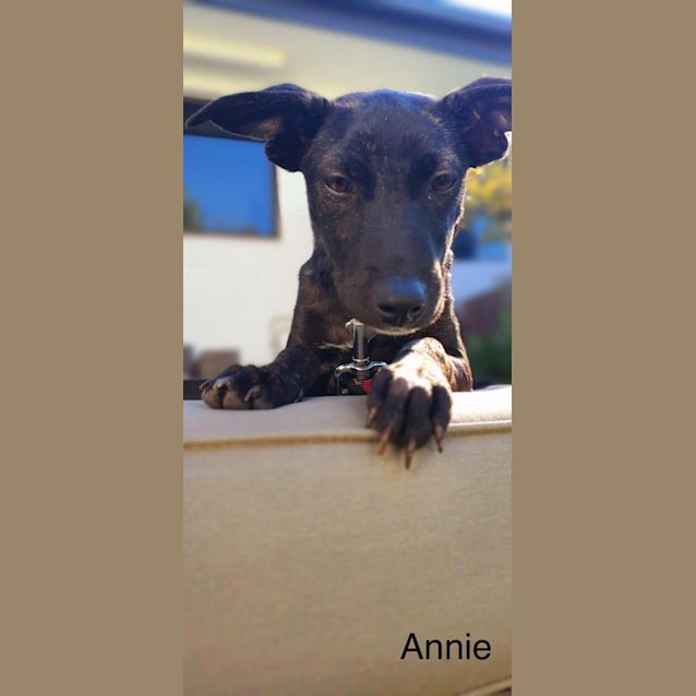 Photo of Annie