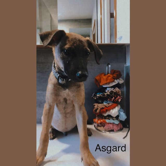 Photo of Asgard