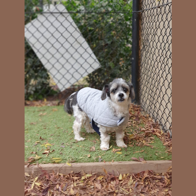 Photo of Rocky