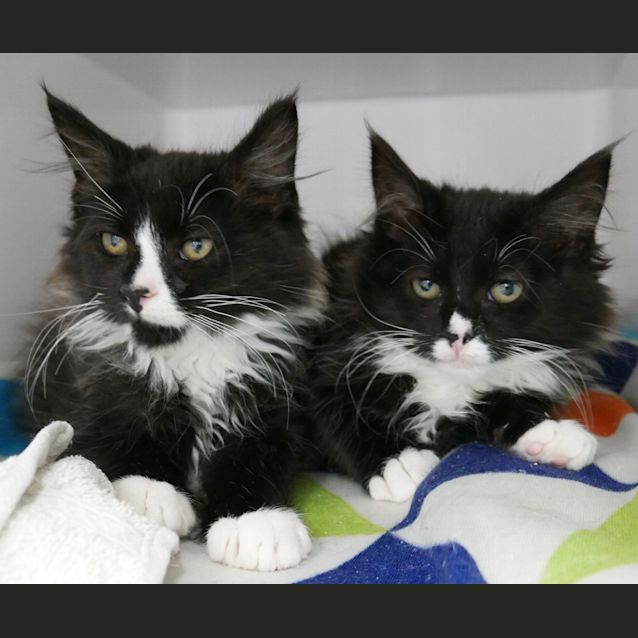 Photo of Charlie & Chaplin