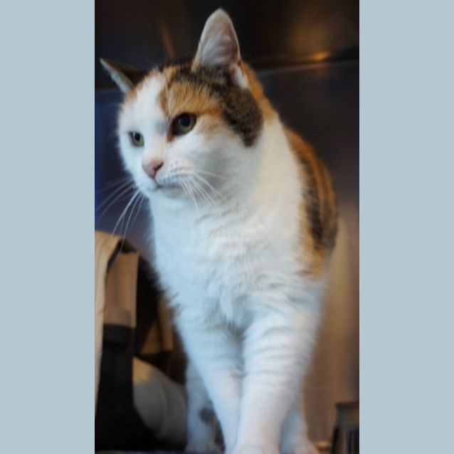 Photo of Callie