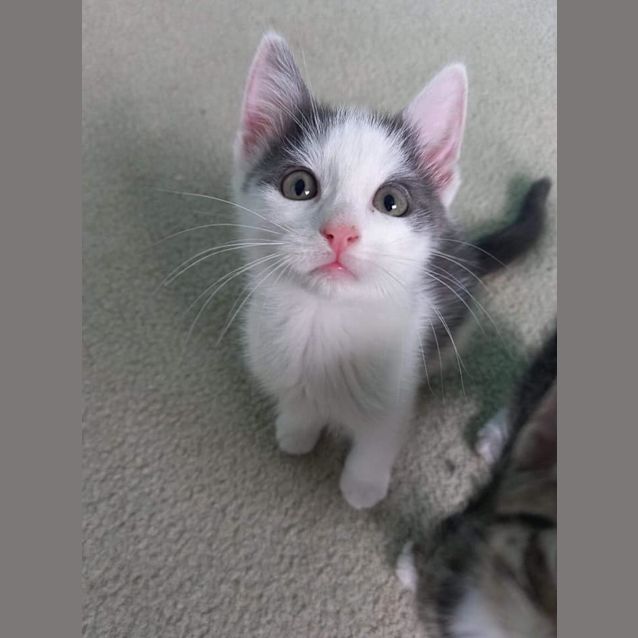 Photo of Flavian 