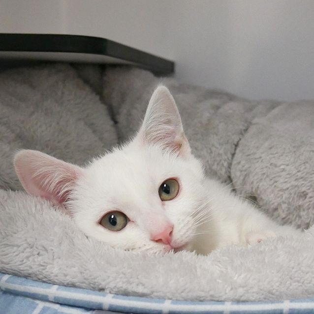 Photo of Coco Stk006450