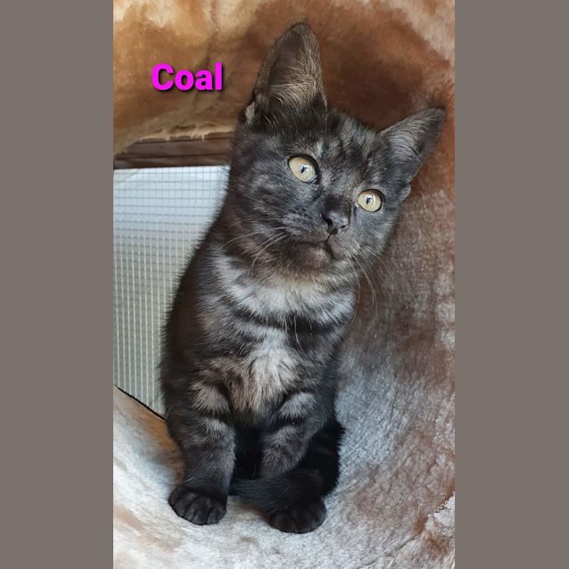 Photo of Coal