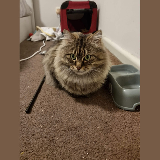 Photo of Halley 