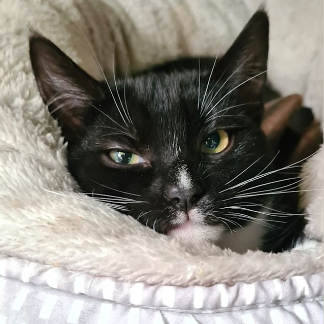 Photo of Socks 