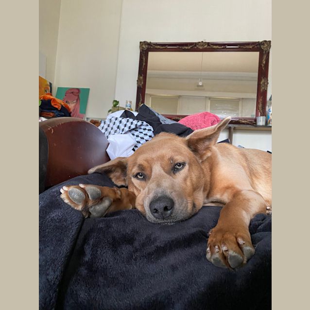 Photo of Shirl