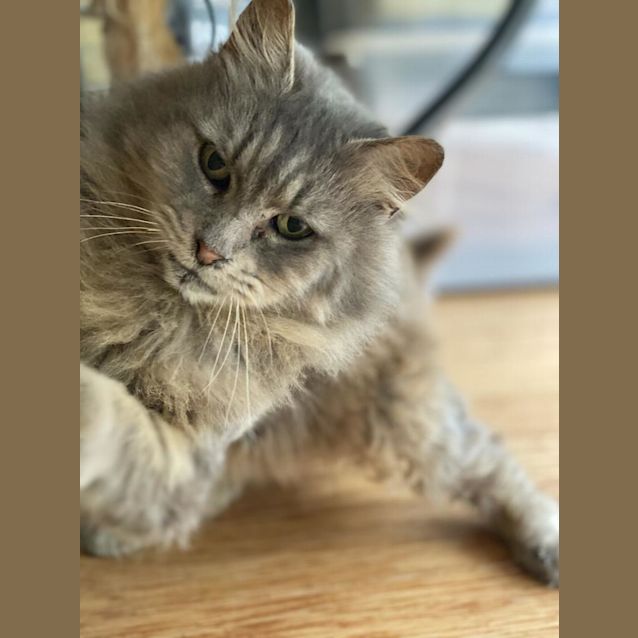 Photo of Lady Cecile Rathdowne