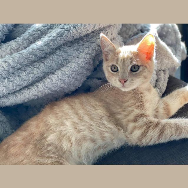 Photo of Nox 🧡