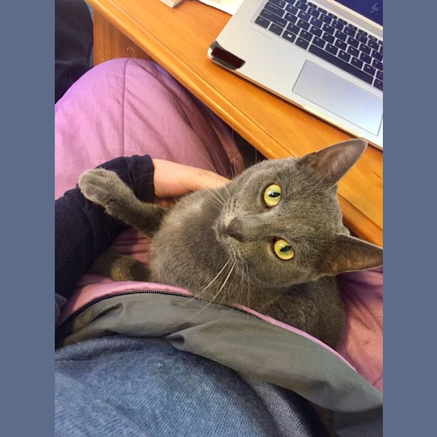 Photo of Lester   Located In Clifton Hill 