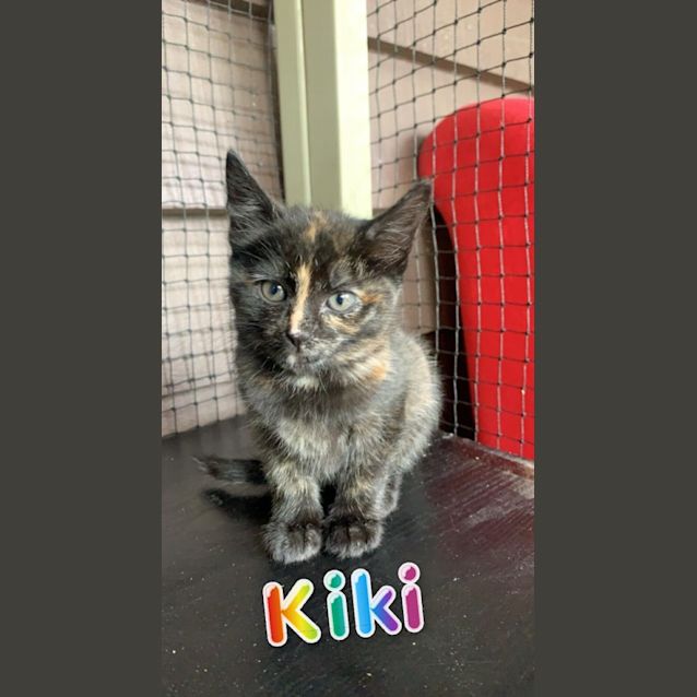 Photo of Kiki