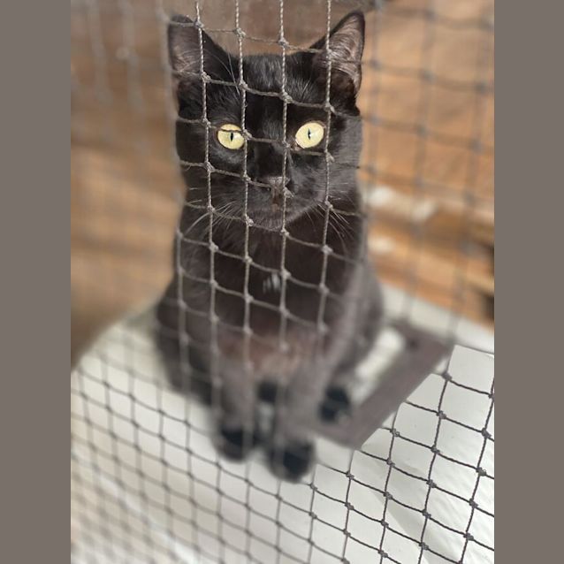 Photo of Lotus Blossom