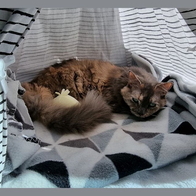 Photo of Tilly