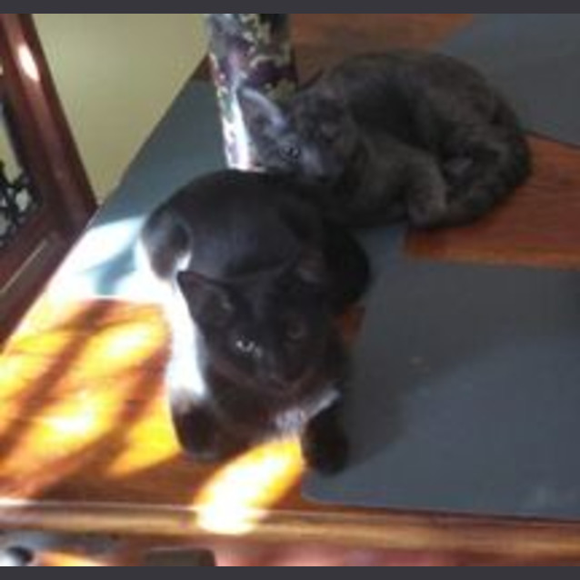 Photo of Truffle