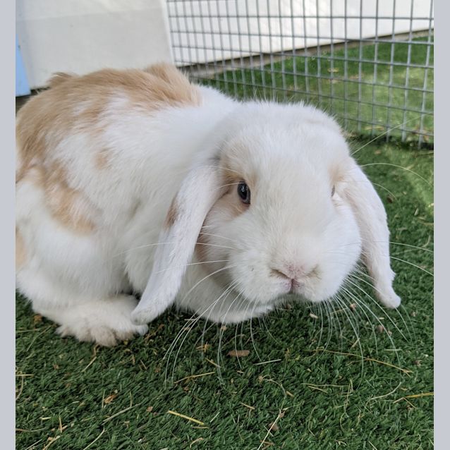Photo of Fern