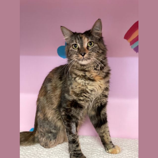 Photo of Biscuit