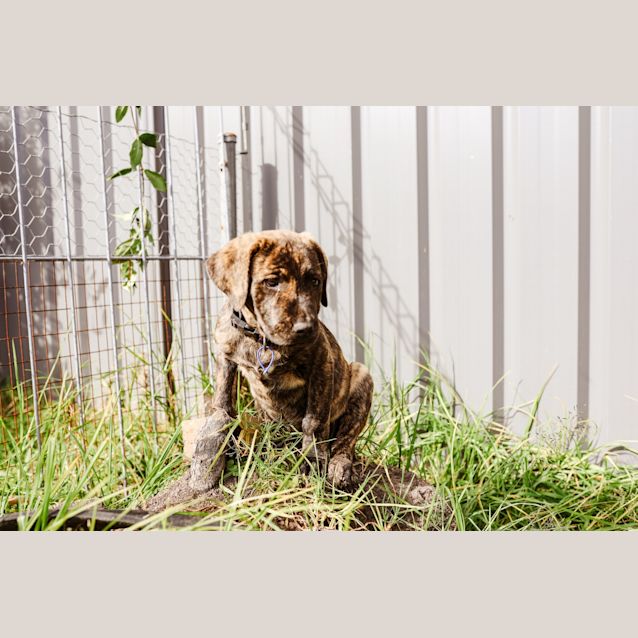 Photo of Aurora ~ 10wk Mastiff X Puppy(on Trial 24/06/21)