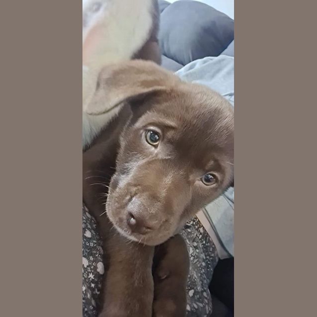 Photo of Bolt