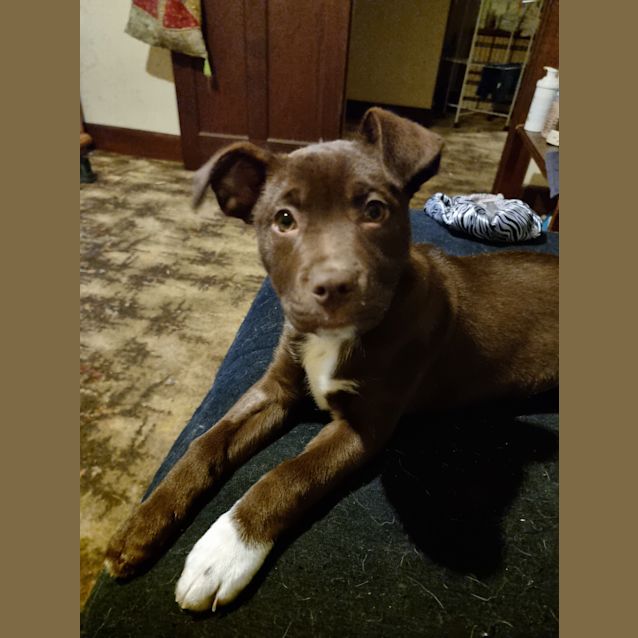 Photo of Hunter