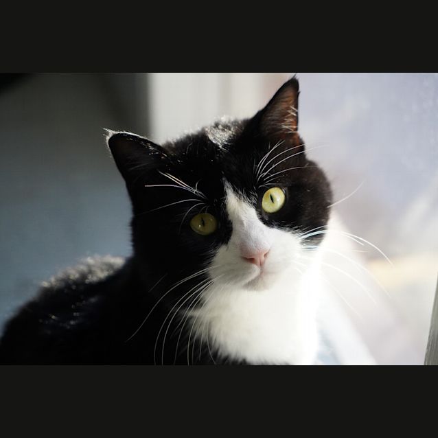 Photo of Cosmo
