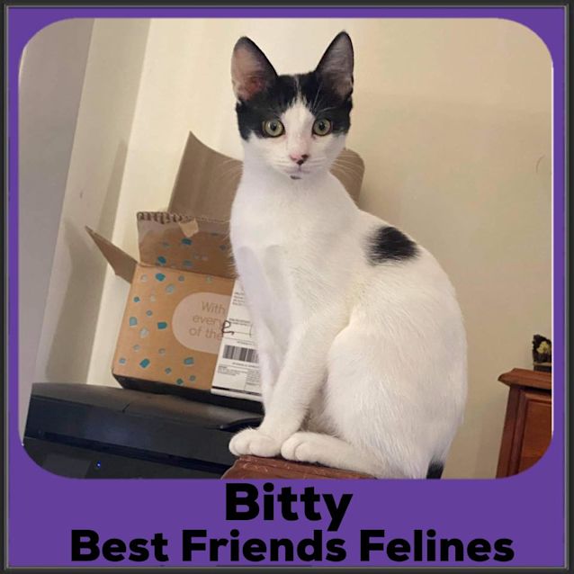 Photo of Bitty 
