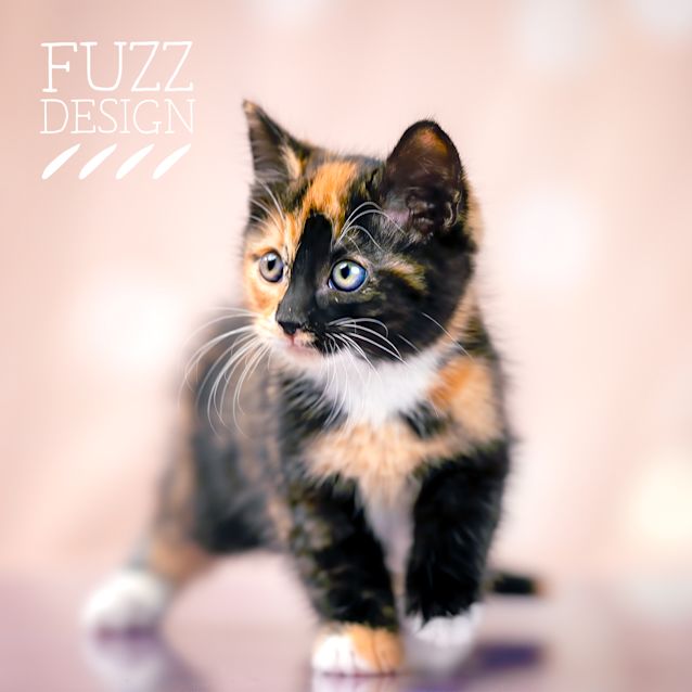 Photo of Peaches And Pear 