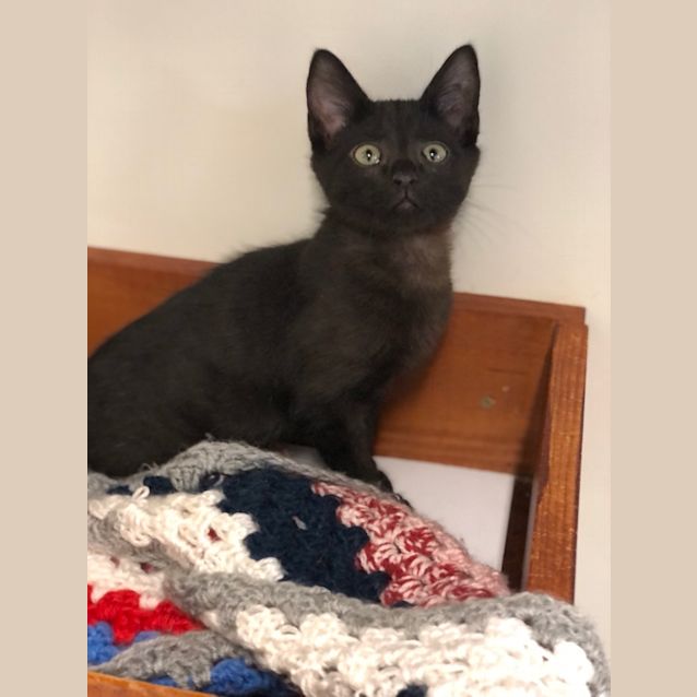 Photo of Ollie