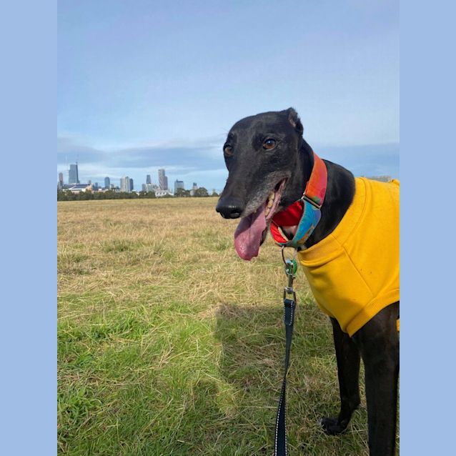 Photo of Rocco 