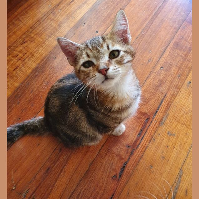 Photo of Tawny
