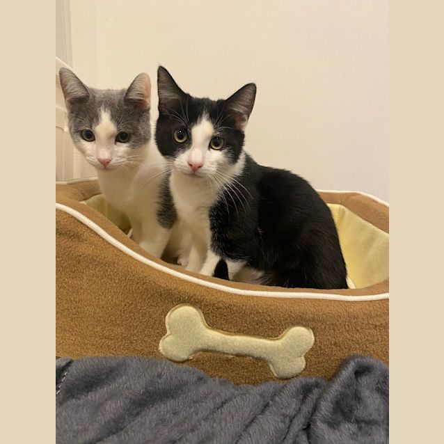 Photo of Jumbo & Noah Quattro