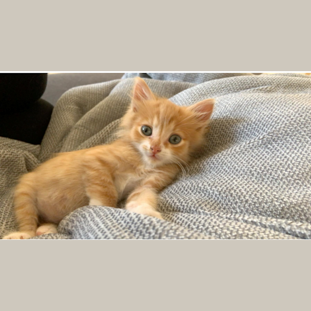 Photo of Gingy