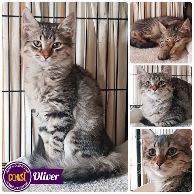 Photo of Oliver 