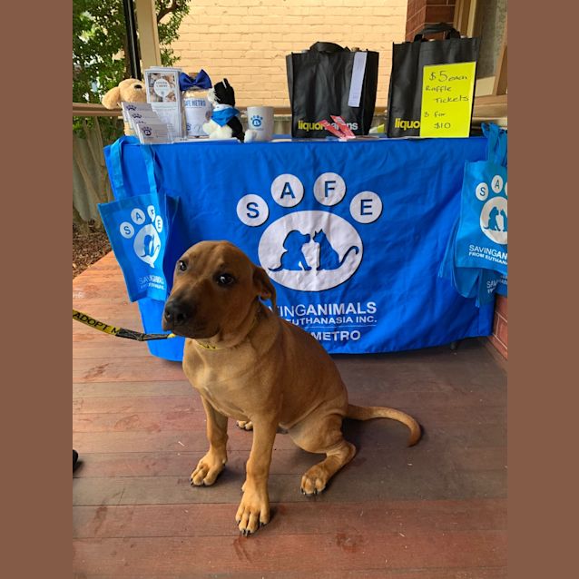 Photo of Arlo (Was Feisty)