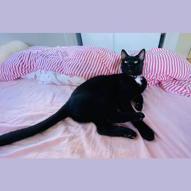 Photo of Ganache 