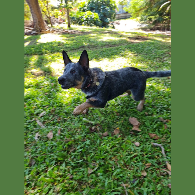 Photo of Spot