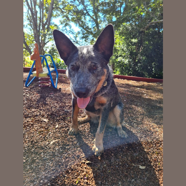 Photo of Spot