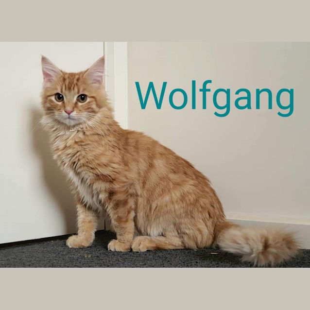 Photo of Wolfgang