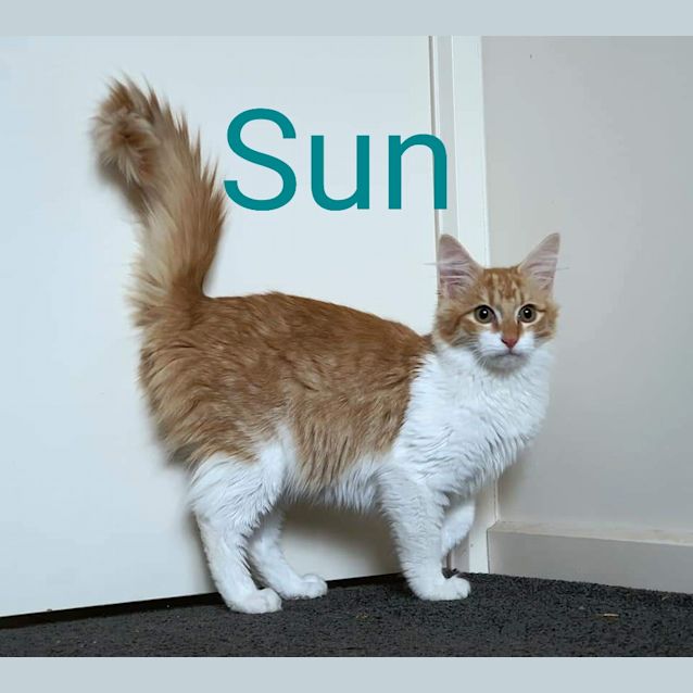 Photo of Sun 
