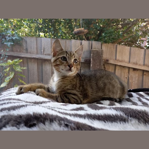 Photo of Cadbury (Mowbray)