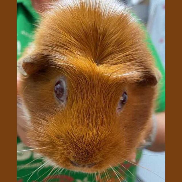 Photo of Bunny