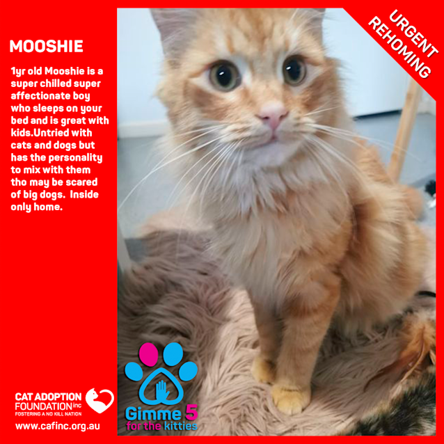 Photo of Mooshie