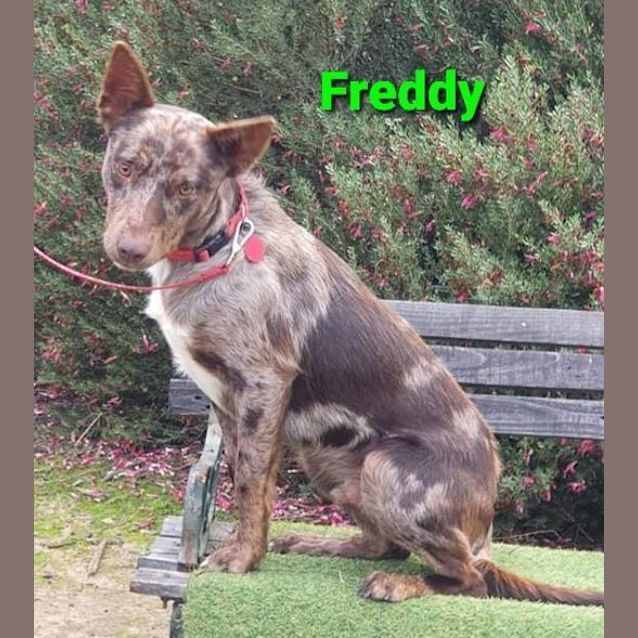 Photo of Freddy