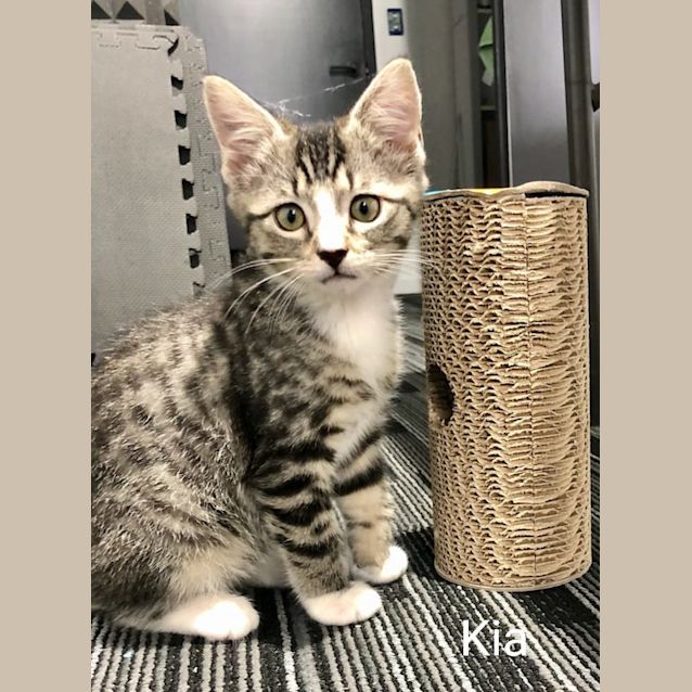 Photo of Kia
