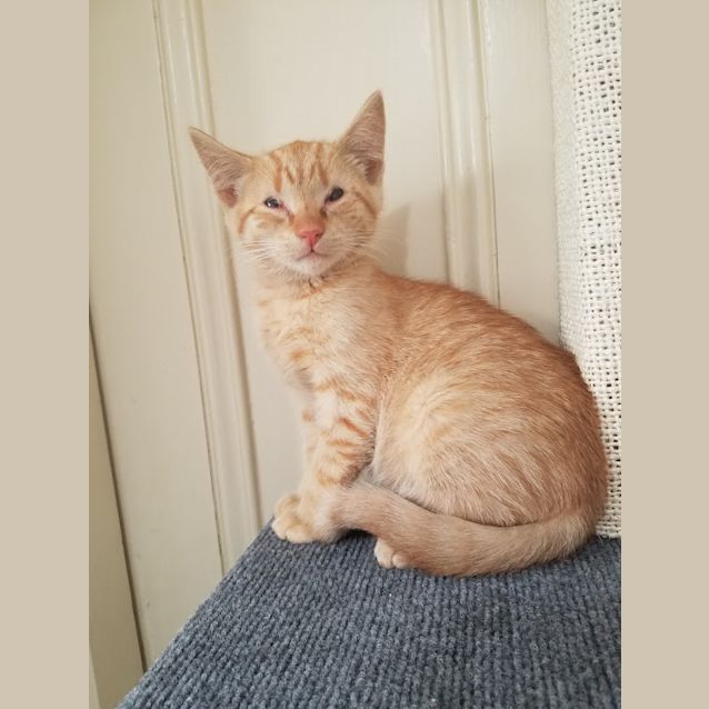Photo of Marmalade 